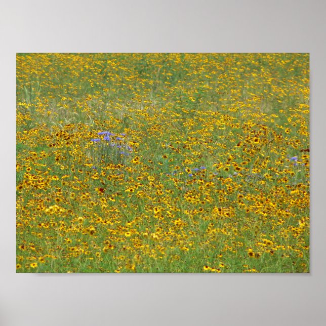 Poster Fleurs de prairie, Indiana (Devant)