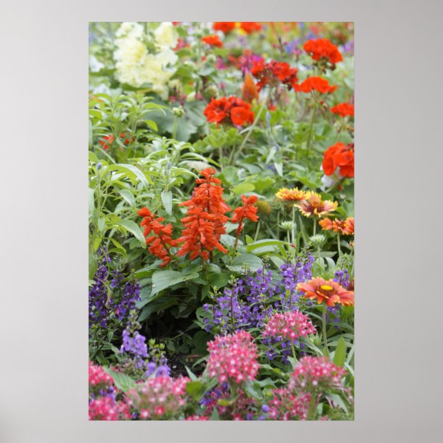 Poster Fleurs de printemps (Devant)