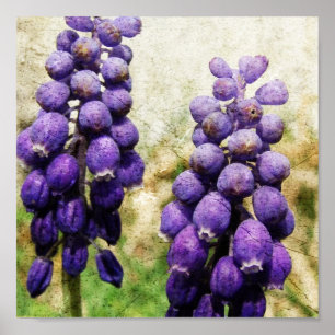 Poster Fleurs de printemps