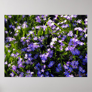 Poster Fleurs de printemps Blue Squale