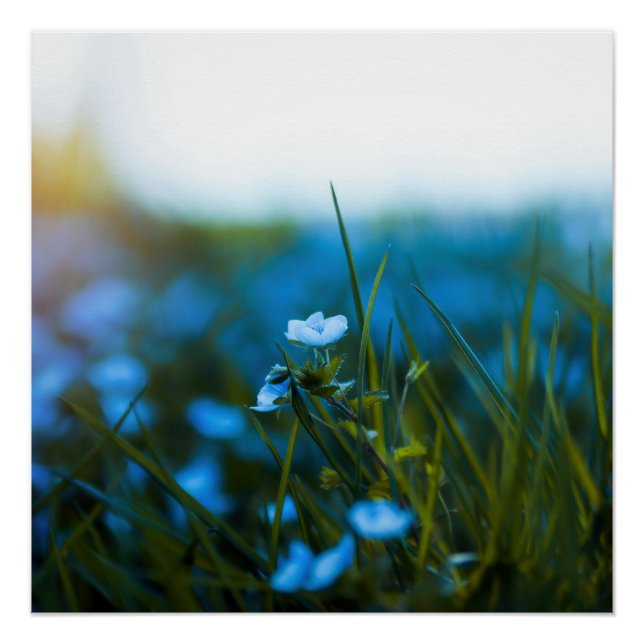 Poster Fleurs de printemps dans le champ (Devant)