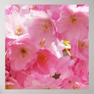 Poster Fleurs de printemps roses