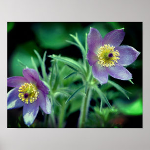 Poster Fleurs de printemps violettes Pasque Gros plan