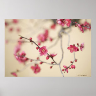 Poster Fleurs de prune