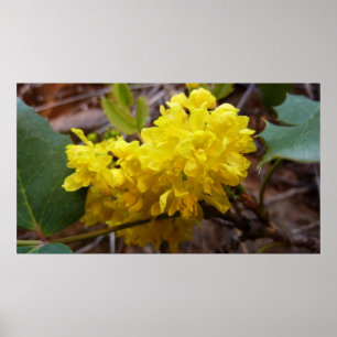 Poster Fleurs de raisins de l'Oregon Fleurs sauvages jaun