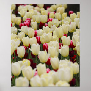 Poster Fleurs de ressort douces