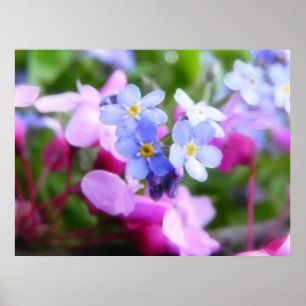 Poster Fleurs De Ressort Roses Et Bleues