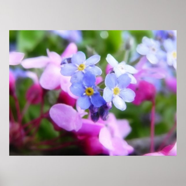 Poster Fleurs De Ressort Roses Et Bleues (Devant)