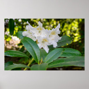 Poster Fleurs de rhododendron blanc, Allan Park, Norland