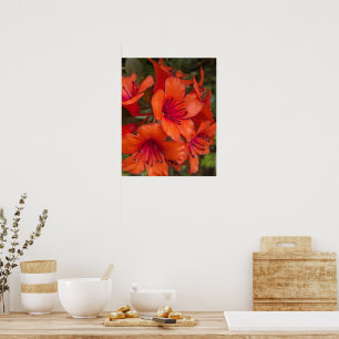 Poster Fleurs de Rhododendron Orange Clair