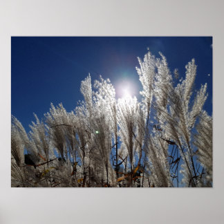 Poster Fleurs de roseaux en pleine floraison