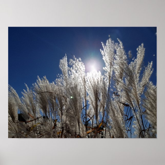 Poster Fleurs de roseaux en pleine floraison (Devant)