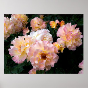 Poster Fleurs de roses, roses jaunes roses