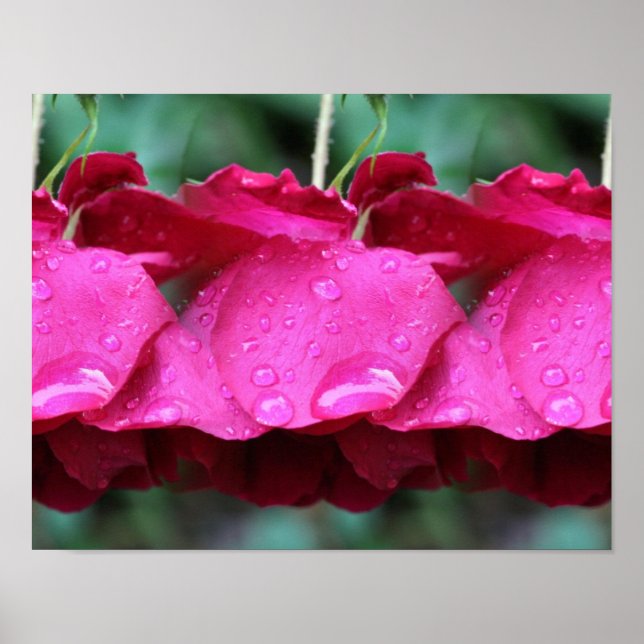 Poster Fleurs De Roses Rouges Carrelées Et Arroses (Devant)