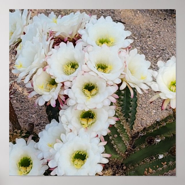 Poster Fleurs de Saguaro Argentin (Devant)