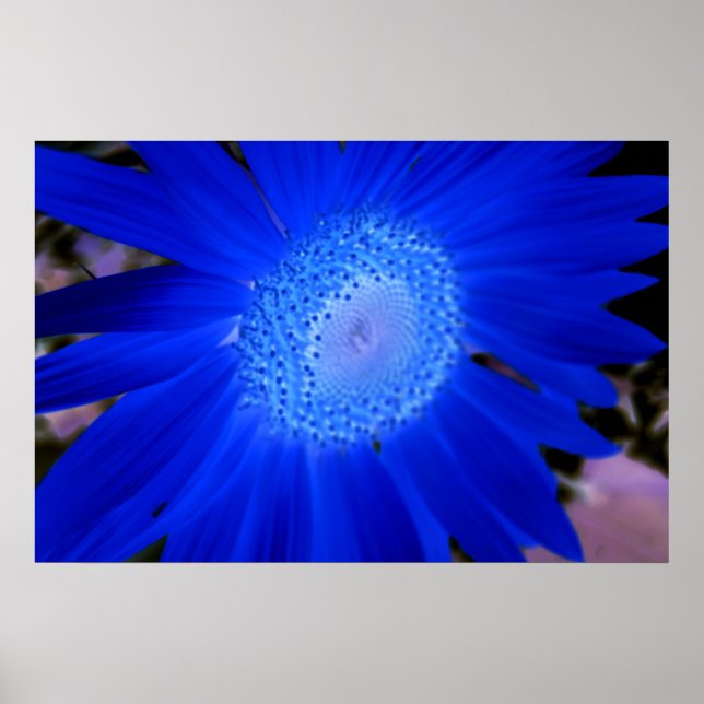 Poster Fleurs de soleil (Devant)