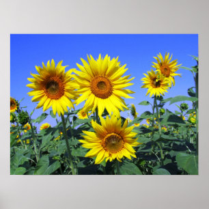 Poster Fleurs de soleil
