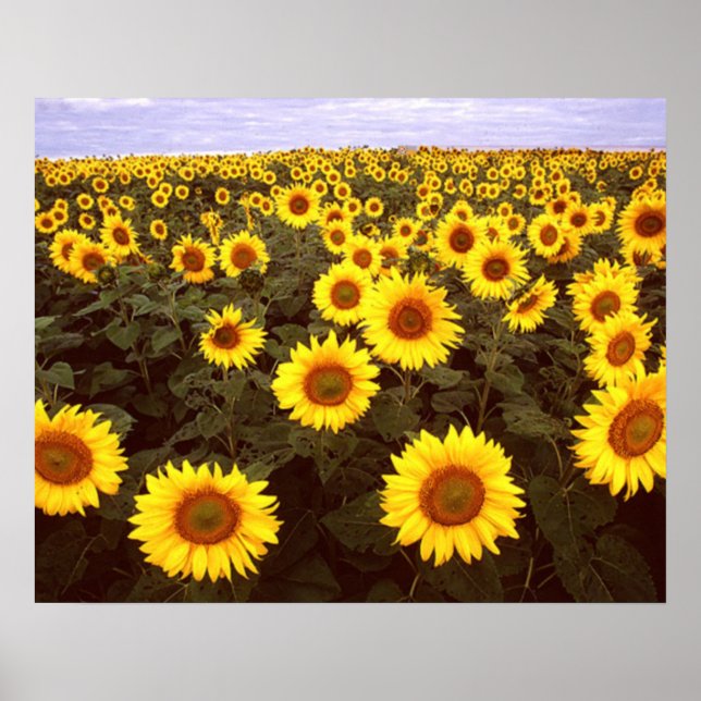 Poster Fleurs de soleil (Devant)