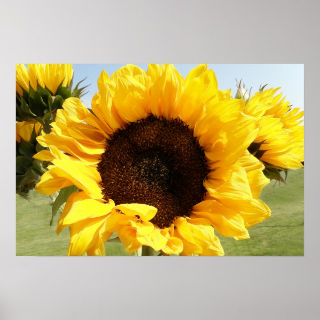 Poster Fleurs de soleil (Devant)