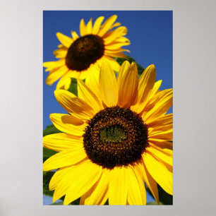 Poster Fleurs de soleil