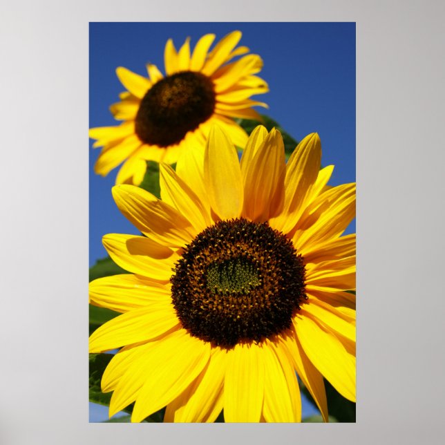 Poster Fleurs de soleil (Devant)