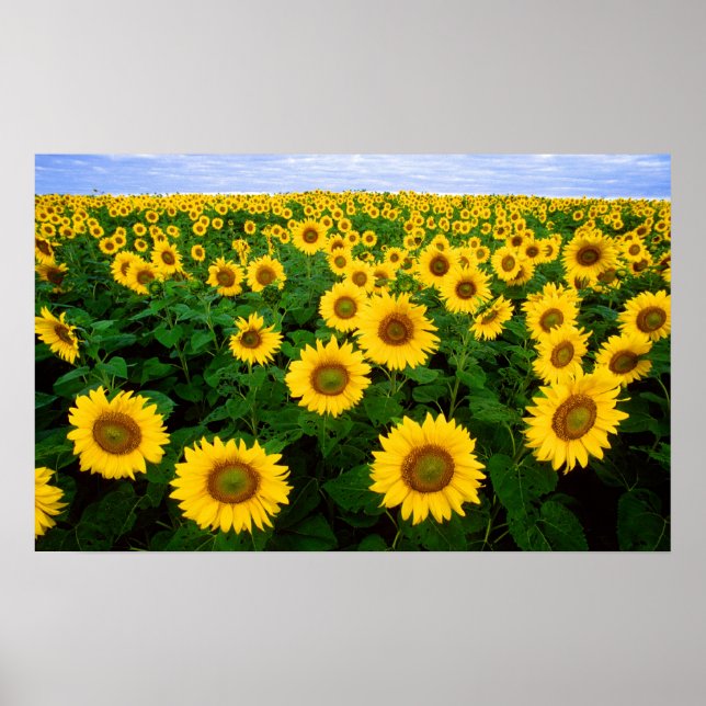 Poster Fleurs de soleil à Fargo, Dakota du Nord (Devant)