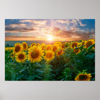 Poster Fleurs de soleil au coucher du soleil
