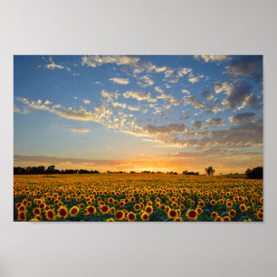 Poster Fleurs de soleil au coucher du soleil 12x8 pouces