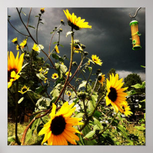 Poster Fleurs de soleil avant une tempête dramatique Nuag
