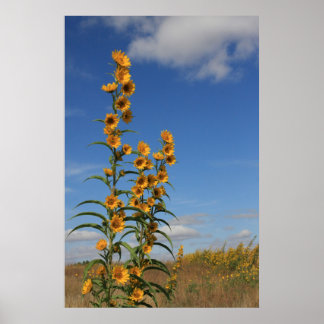Poster Fleurs de soleil dans le Minnesota