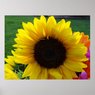 Poster Fleurs de soleil et soleil (2)