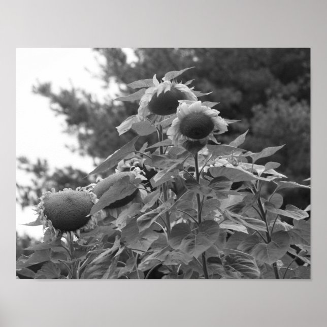 Poster Fleurs de soleil géantes Florales Noir et Blanc (Devant)