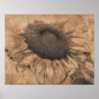 Fleurs de soleil géantes Vintage Sepia Brown Flora