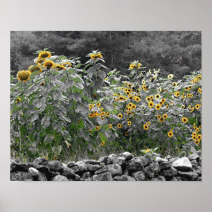 Poster Fleurs de soleil Jardin Couleur partielle Fleur