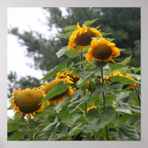 Poster Fleurs de soleil jaunes géantes