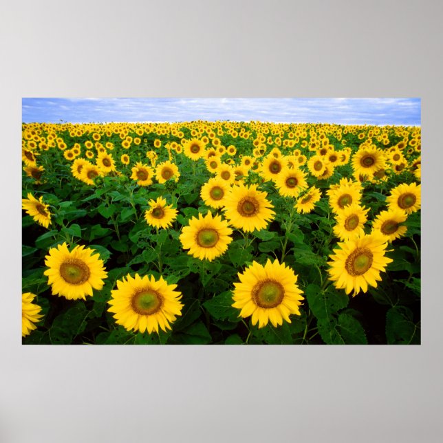 Poster Fleurs de soleil pour toujours (Devant)