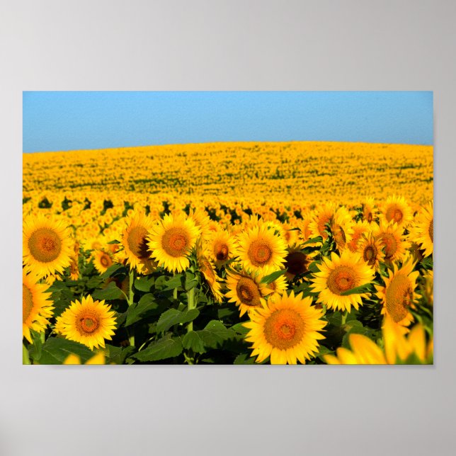 Poster Fleurs de soleil sans fin (Devant)