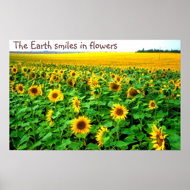 Poster Fleurs de soleil souriantes par TDGallery (Devant)