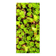 Fleurs de succulentes vertes