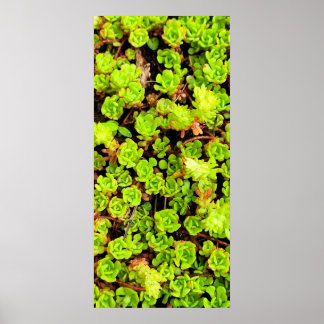Poster Fleurs de succulentes vertes