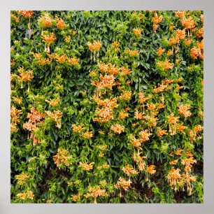 Poster Fleurs De Trompette Orange Sur Un Mur,