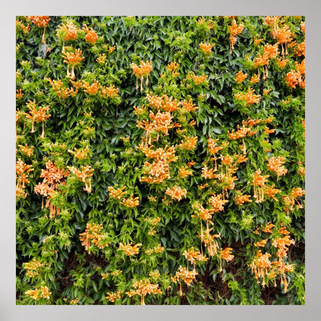 Poster Fleurs De Trompette Orange Sur Un Mur, (Devant)