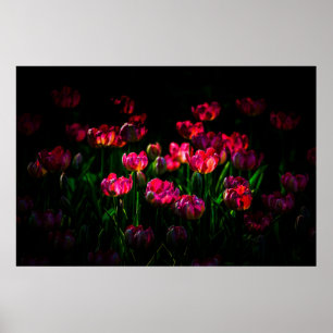 Poster Fleurs de tulipe roses