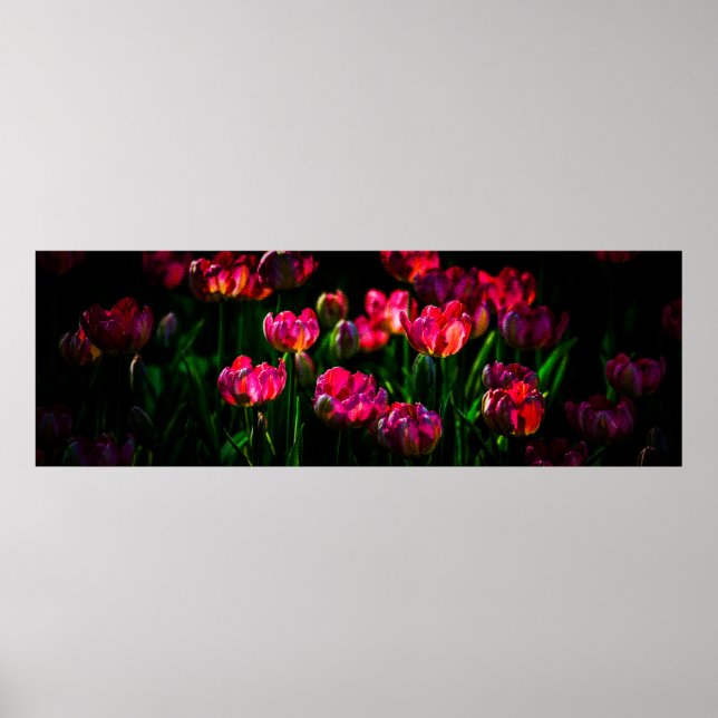 Poster Fleurs de tulipe roses (Devant)