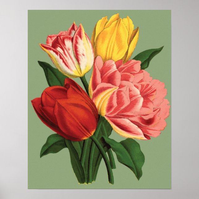 Poster Fleurs de tulipes (Devant)