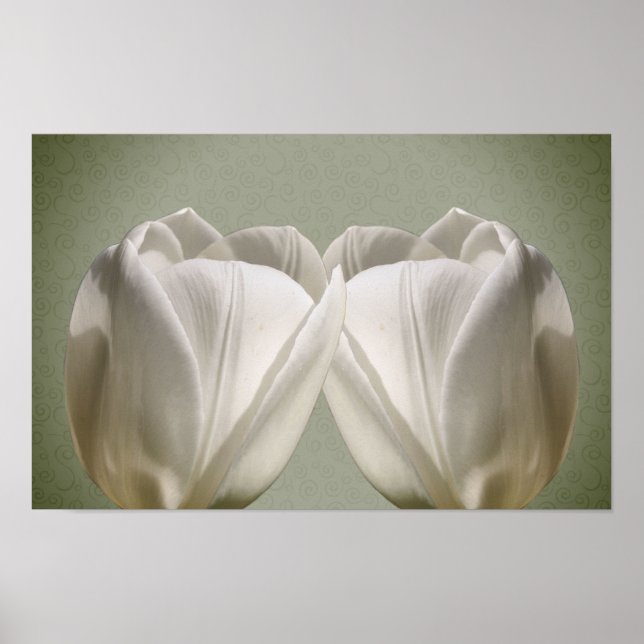 Poster Fleurs de tulipes blanches (Devant)