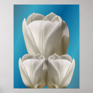 Poster Fleurs de tulipes blanches