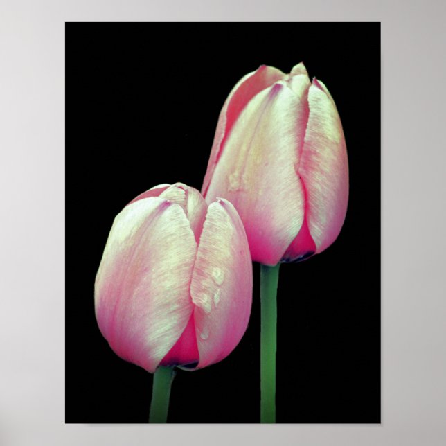 Poster Fleurs de tulipes roses (Devant)
