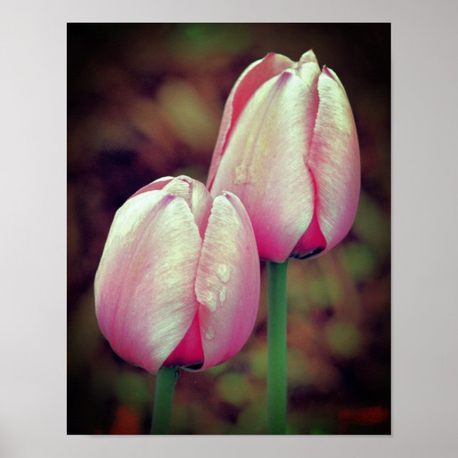 Poster Fleurs De Tulipes Roses Avec Arroses (Devant)