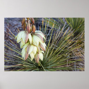 Poster Fleurs De Yucca À Soaptree Dans Le Haut Missouri